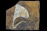 Fossil Ginkgo Leaf From North Dakota - Paleocene #103881-1